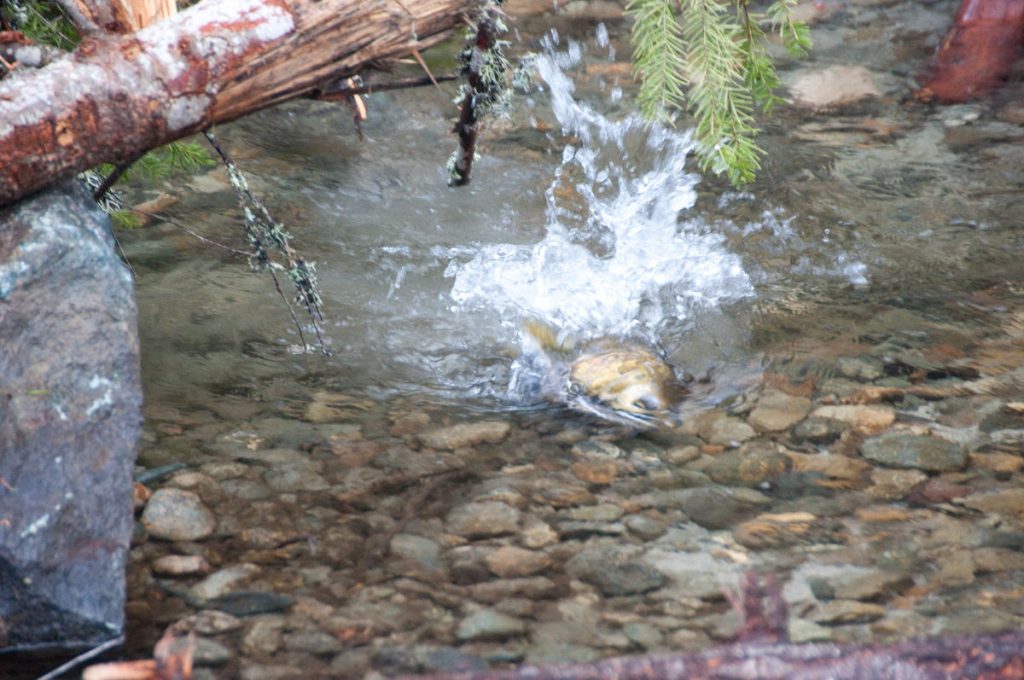 Coho Salmon spawner in Grass Valley Creek, a tributary to the Trinity River, photographed in 2012.