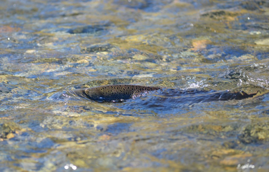 Fall Chinook salmon near a redd in the Deep Gulch and Sheridan Creek project site in late October 2017. 