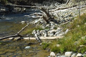 Although still early in the year, vegetation is recovering and greening-up at Bucktail. Photo taken March, 2018.