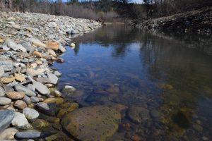 Bucktail channel rehabilitation site, upper portion of side channel. Note the abundance of aquatic invertebrates. Constructed summer of 2016, photographed March 2017.