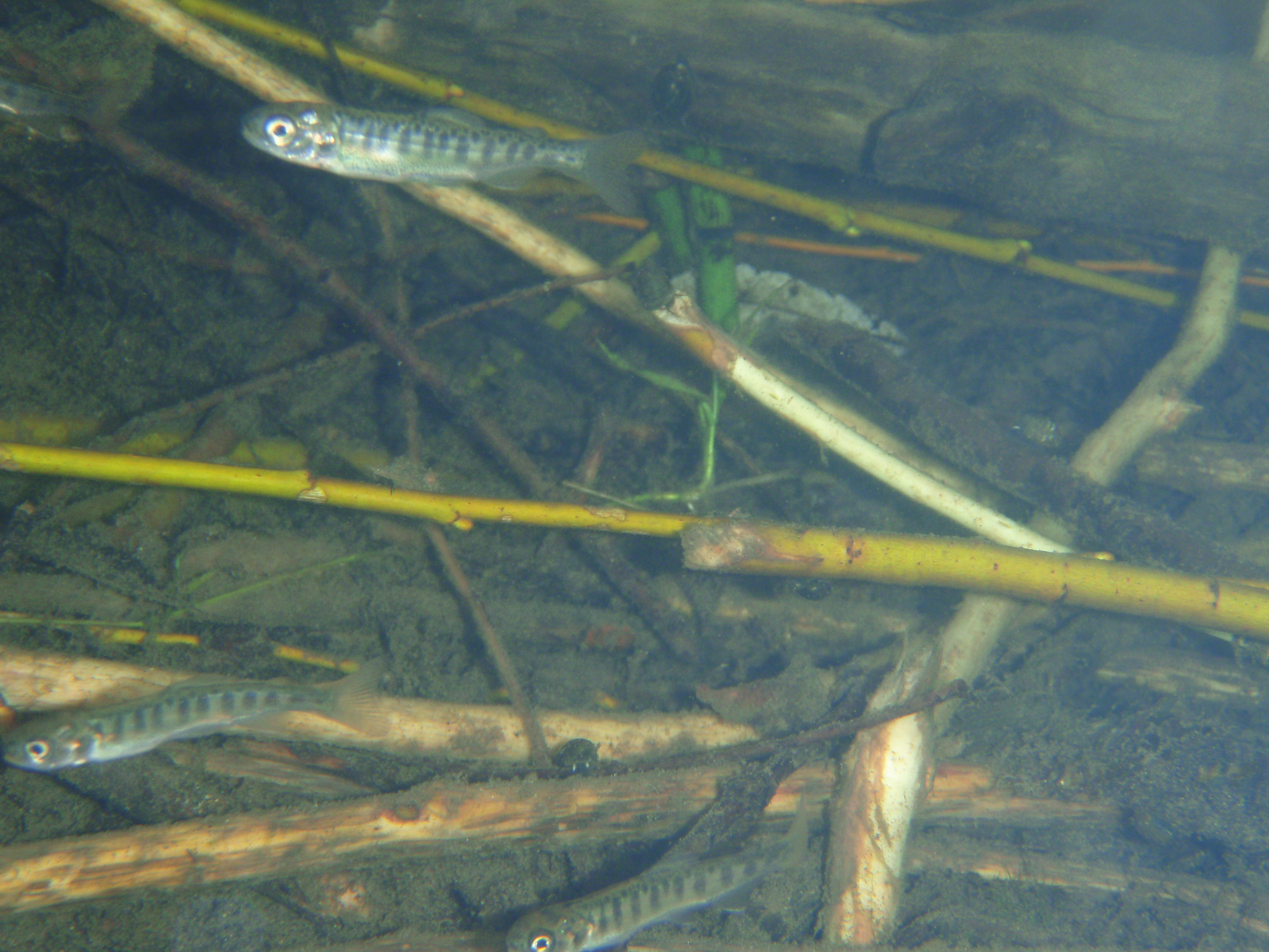 Young fry coho salmon shelter in woody debris.