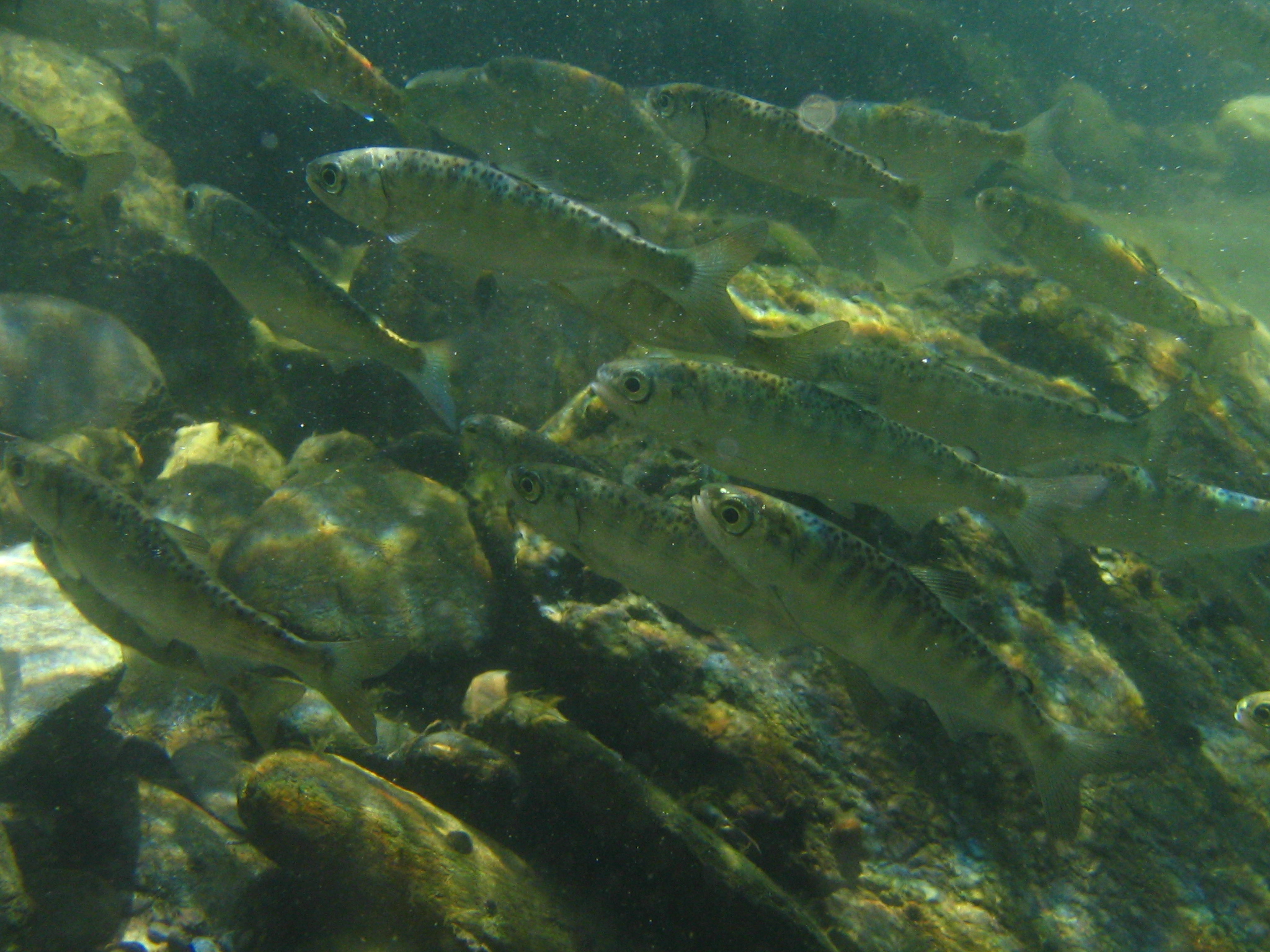 Photo by Aaron Martin, provided for use by the Trinity River Restoration Program.