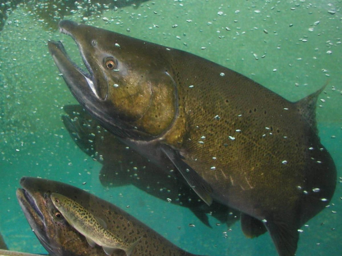 Chinook salmon