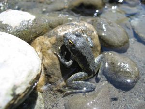 Trinity River riparian wildlife - foothill yellow legged frog