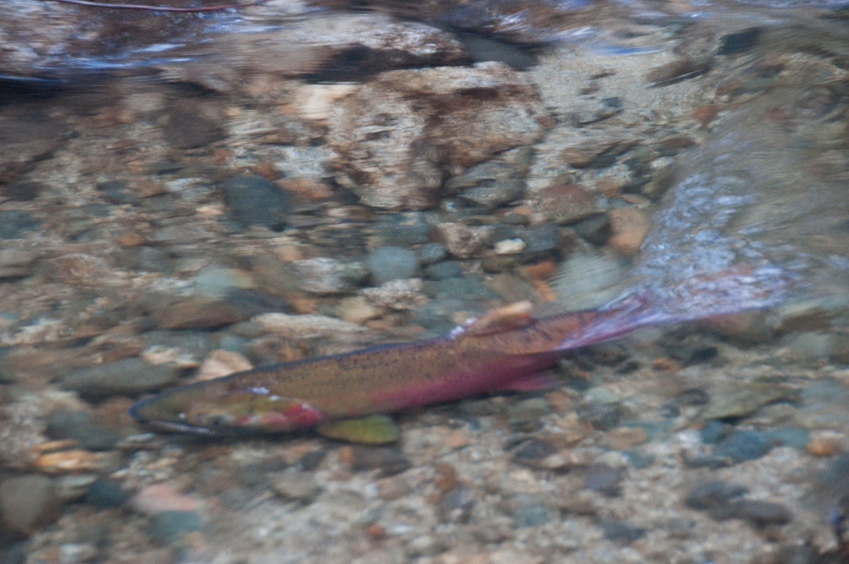 Coho Salmon spawner in Grass Valley Creek, a tributary to the Trinity River, photographed in 2012.