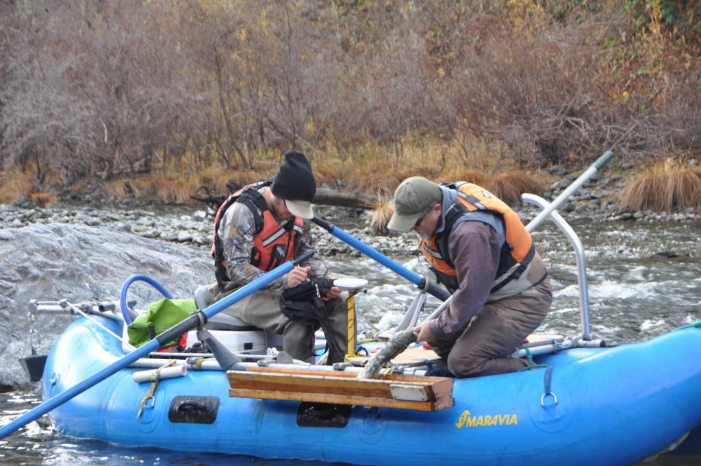 Redd and salmon carcass surveys 2016. 