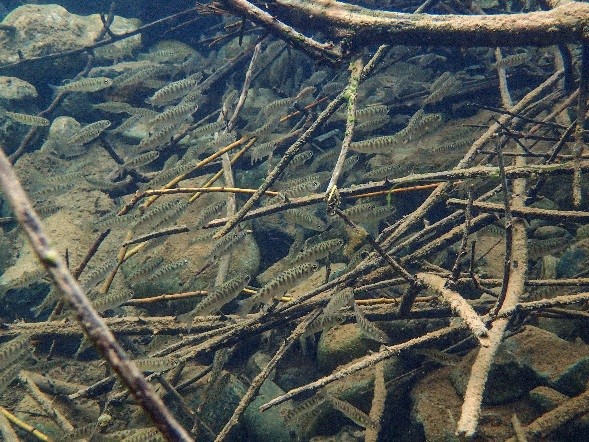 Underwater photo of juvenile salmon.