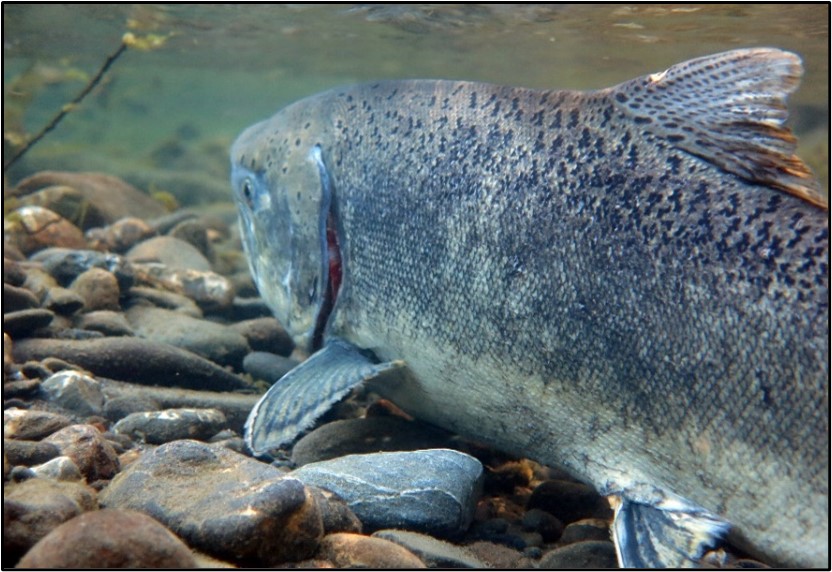 Photo of Chinook over spawning gravel (photo credit Thomas Dunklin).