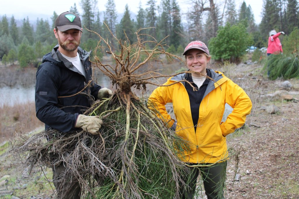 Bucktail restoration site, 2021, invasive species pull (photo by TCRCD).