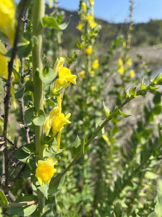 Dalmatian Toadflax