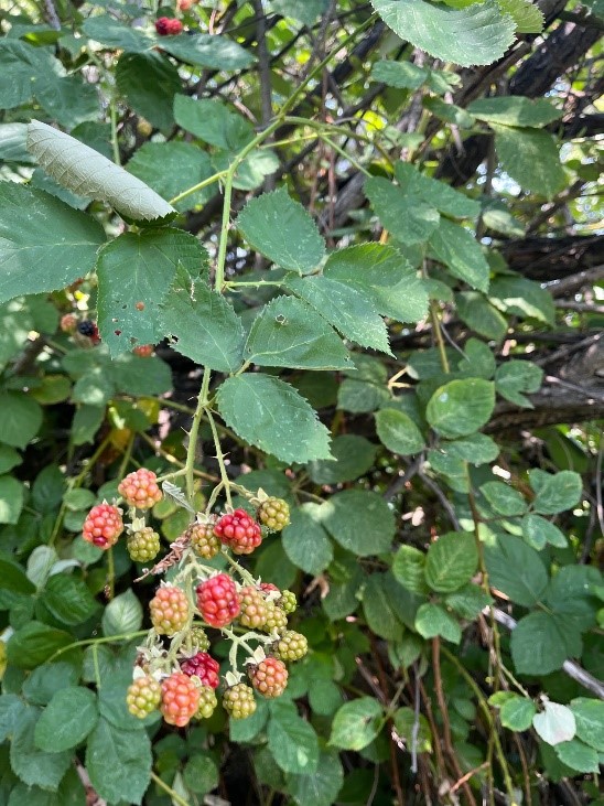 Himalayan Blackberry