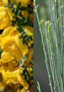 Scotch Broom