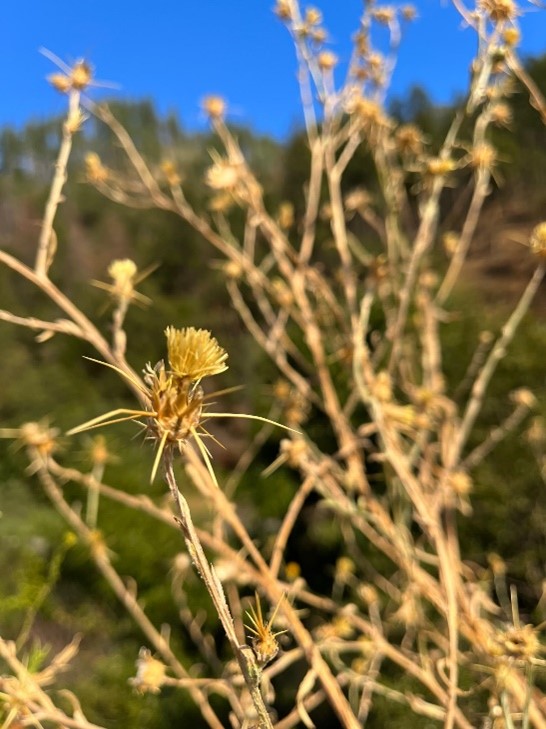 Star Thistle