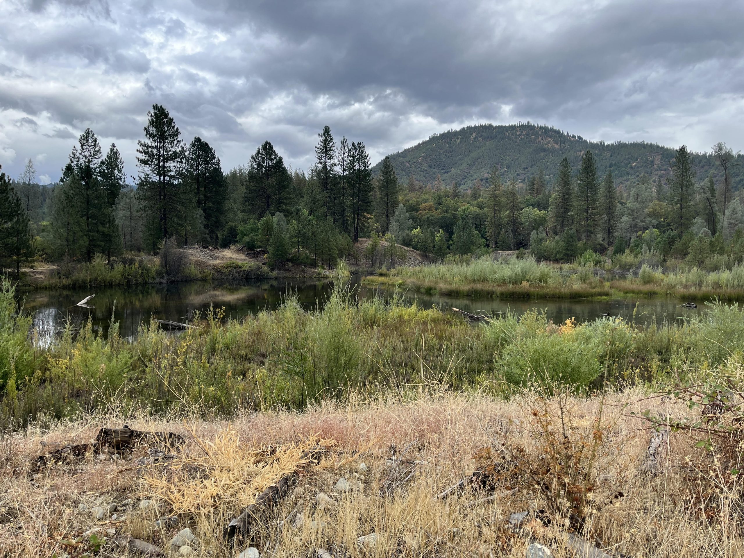 Bucktail restoration site post-restoration (photo by Veronica Yates, Hoopa Valley Tribe)